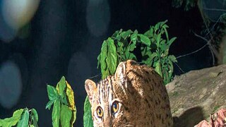 বাঘ আতঙ্কে বাঘরোল (ফাইল ছবি)