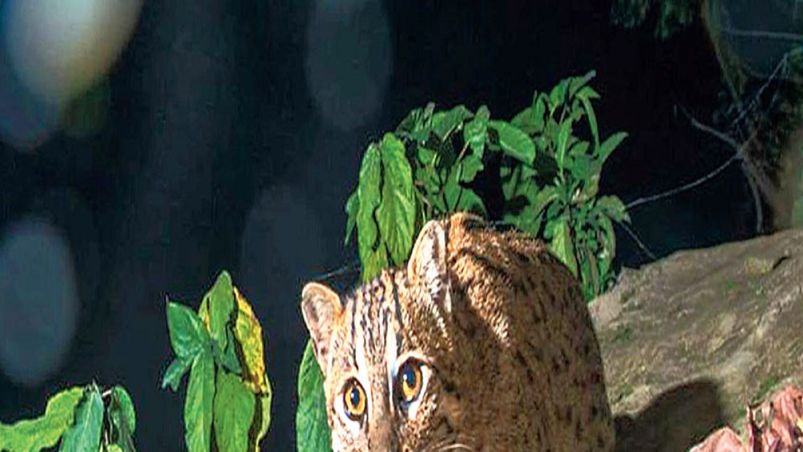 বাঘ আতঙ্কে বাঘরোল (ফাইল ছবি) বাঘ আতঙ্কে বাঘরোল (ফাইল ছবি)