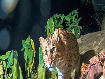 বাঘ আতঙ্কে বাঘরোল (ফাইল ছবি) বাঘ আতঙ্কে বাঘরোল (ফাইল ছবি)
