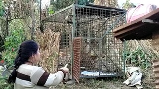 পাহাড় ছেড়ে সমতলে নেমে এসেছে ভালুক! 