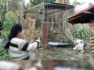 পাহাড় ছেড়ে সমতলে নেমে এসেছে ভালুক! 