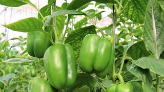 Capsicum Or Shimla Mirch