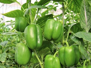 Capsicum Or Shimla Mirch