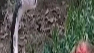 ভয়ঙ্কর যুদ্ধে কোবরা ও মুরগি 