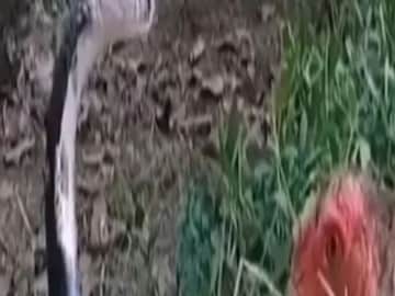 ভয়ঙ্কর যুদ্ধে কোবরা ও মুরগি 