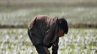 budget 2022: not green indian agriculture needs evergreen revolution research needs booster shot- Photo- File 