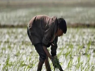 budget 2022: not green indian agriculture needs evergreen revolution research needs booster shot- Photo- File 