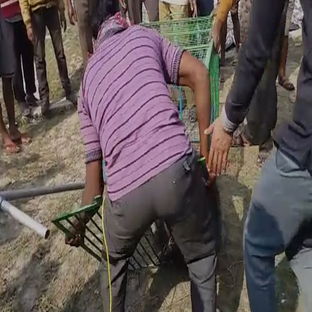 চিকিৎসার পর পশ্চিম মেদিনীপুরের জঙ্গলে বুনো শুকরটিকে ছেড়ে দেওয়া হবে বলে দিঘার বন দপ্তরের কর্মীরা জানিয়েছেন।  তবে, বিষয়টি নিয়ে দিঘায় আলোড়ন পড়েছে যথেষ্টই। (তথ্য ও ছবি: সুজিত ভৌমিক)