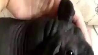 সব এয়ারলাইন্স পোষা প্রাণীর অনুমতি দেয় না। সুতরাং, প্রথমে আপনি যে ফ্লাইটটি নিতে চান তা পোষা প্রাণীটিকেও অনুমতি দেয় কিনা তা পরীক্ষা করে দেখুন। 