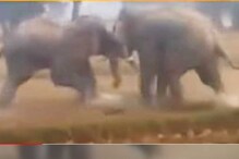শীতের সকালে তুমুল লড়াইয়ে দুই গজরাজ! কে কাকে পরাস্ত করল, দেখুন ভিডিও শীতের সকালে তুমুল লড়াইয়ে দুই গজরাজ! কে কাকে পরাস্ত করল, দেখুন ভিডিও