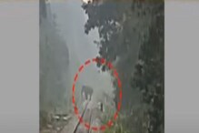গভীর রাতে রেল লাইনে হাতি, কী ভাবে বাঁচালেন ট্রেন চালক? দেখুন ভিডিও গভীর রাতে রেল লাইনে হাতি, কী ভাবে বাঁচালেন ট্রেন চালক? দেখুন ভিডিও