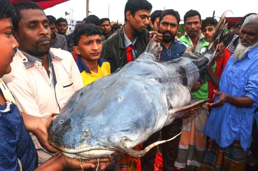 প্রতিবছর পৌষ মাসের শেষ দিনে আড়াইশ বছরের পুরনো মাছের মেলার আয়োজন করা হয় বাংলাদেশের এই গ্রামে। গাজীপুরের কালীগঞ্জ উপজেলার বক্তারপুর ইউনিয়নের ত্রিমোহনার এই বিনিরাইল গ্রামে ফি বছরই মাছ কিনতে ভিড় জমায় দূর-দূরান্ত থেকে আগত শ্বশুর ও জামাইরা ও উৎসুক জনতা। চলে মাছের দাম নিয়ে নানা হাক ডাক। সবমিলিয়ে জমজমাট হয়ে ওঠে মেলার পরিবেশ।