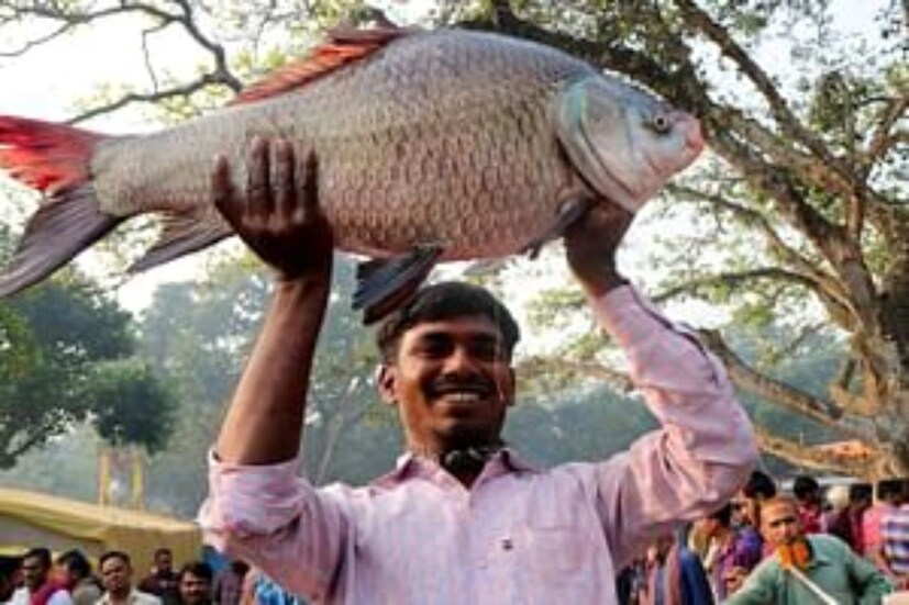 স্থানীয় বড় মাছ ব্যবসায়ীরা সপ্তাহ খানেক ধরে বড় বড় মাছ সংগ্রহ করে থাকেন। সেই অনুযায়ী মাছের দামও হাঁকানো হয়। আর শেষমেশ কোন জামাই সবথেকে দামি মাছটি কেনেন সেই নিয়ে চলে জোরদার প্রতিযোগিতা।