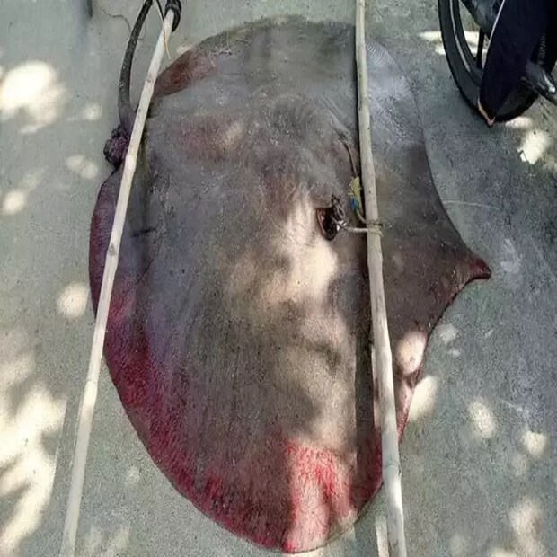 বিশালাকার এই মাছটি শেষ পর্যন্ত নিলামে উঠল। নিলামে দাম উঠল ২৩ হাজার টাকা। কিন্তু কী সেই মাছ? জানা গিয়েছে, বৃহস্পতিবার মৎস্যজীবীদের জালে ধরা পড়েছে একটি বিশালাকার ছাতা মুরুলি মাছ।