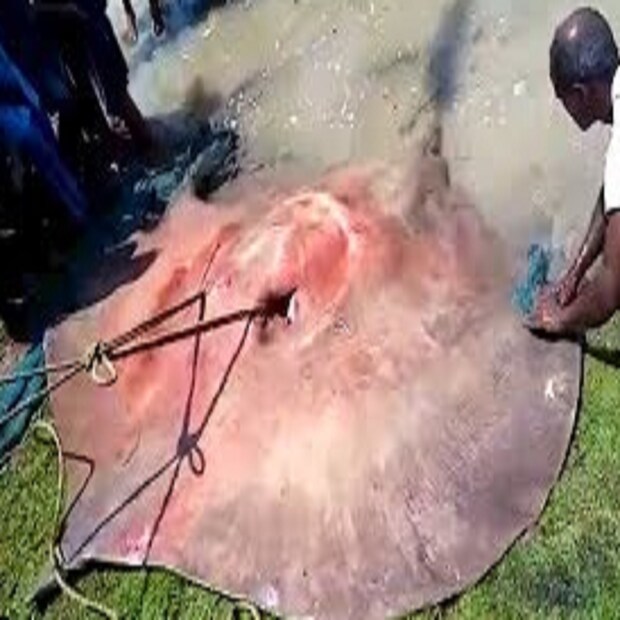 স্থানীয় মৎস্যজীবীরা জানিয়েছেন, এত বড় ছাতা মুরুলি মাছ সচরাচর ওঠে না। ইদানীং তা একপ্রকার বিরল প্রজাতিরই। সেই কারণেই মাছটির দাম উঠেছে অনেকটাই। মাছটির এত বেশি দাম ওঠায় স্বভাবতই আপ্লুত ওই মৎস্যজীবী। 