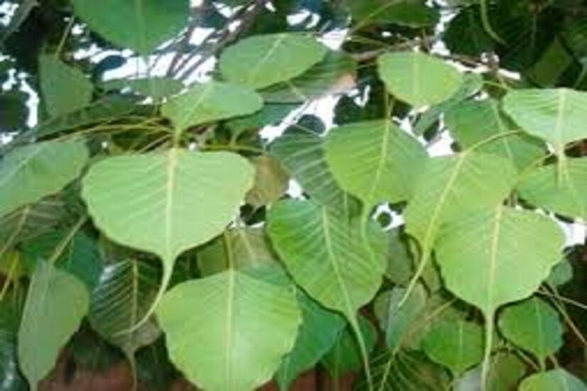 পার্সে একটি অশ্বথ্থ পাতা গঙ্গাজলে ধুয়ে কেসর দিয়ে শ্রী লিখে রাখলে দিনের পর দিন টাকা পয়সা বৃদ্ধি হবে ৷ তবে ই পাতাকে এমন ভাবে রাখতে হবে যাতে কারোর নজর না পড়ে ৷ প্রতীকী ছবি ৷ 