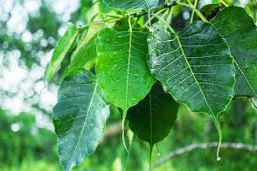 অশ্বথ্থ গাছের পাতায় ভগবান বিষ্ণুর বাস এমনই অনেকে বিশ্বাস করেন ৷ ভগবান বিষ্ণুর কৃপায় সংসারে মা লক্ষ্মীর বসবাস হয় ৷ প্রতীকী ছবি ৷ 