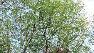 চোরাশিকারিদের জঘন্য অপরাধ। সংগৃহীত ছবি। 