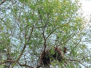 চোরাশিকারিদের জঘন্য অপরাধ। সংগৃহীত ছবি। 