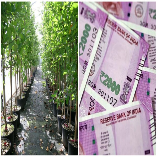 কত টাকা লাভ করা সম্ভব ড্রাগন ফ্রুট থেকে? এই ফলের দাম বাজারে প্রতি কেজিতে প্রায় ২০০-২৫০ টাকা। পরিণত অবস্থায় এক একটি ড্রাগন ফ্রুটের ওজন হয় প্রায় ৪০০ গ্রাম। তাই মাত্র দুটি ফল বিক্রি করেই পাওয়া যায় ২০০ টাকার কাছাকাছি। এক হেক্টর জমিতে ড্রাগন ফ্রুট চাষের জন্য খরচ পড়ে মোটামুটি ৪ থেকে ৫ লক্ষ টাকা। একবার এই খরচের পর প্রতি বছর সেই জমি থেকে মোটামুটি ৮ থেকে ১০ লাখ টাকা লাভ করা সম্ভব।