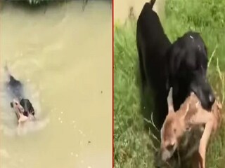Viral Video