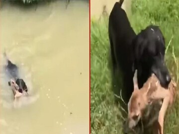 Viral Video