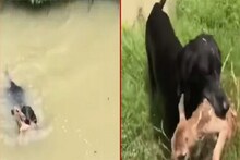 স্রোতে ভেসে যাচ্ছে হরিণ শাবক, বাঁচাতে জলে ঝাঁপ পোষ্য কুকুরের! দেখুন ভাইরাল ভিডিও
