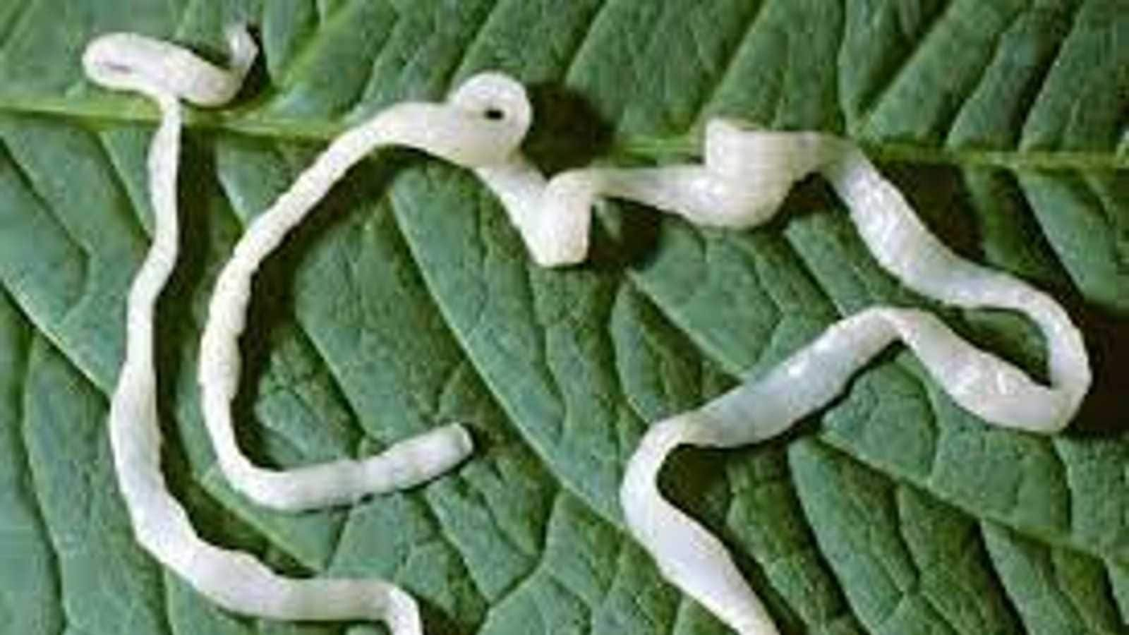 tapeworm-these-foods-can-contain-tapeworm-which-can-enter-your-body