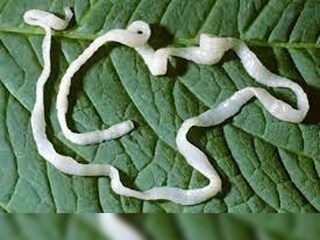 Tapeworm
