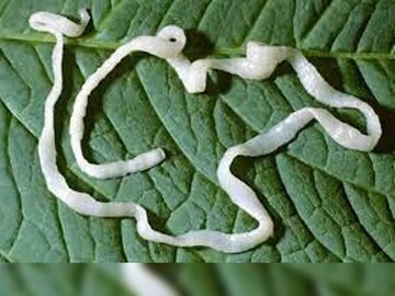 Tapeworm