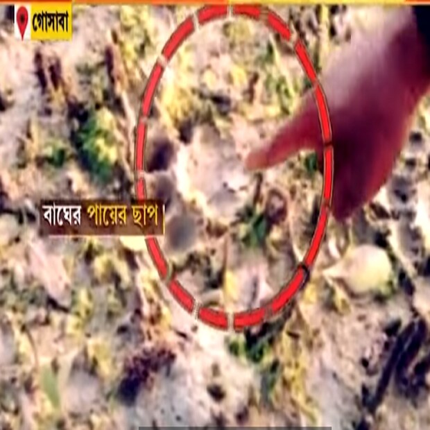 ওই বাঘের আঘাতে প্রথমে বন দফতরের কর্মী জখম হন। তার আগেই অবশ্য জাল দিয়ে ঘেরা হয় ওই এলাকা। খাঁচাও পাতা হয়। তারপরও অধরা থেকে গিয়েছে বাঘ। এই অবস্থায়, হ্যান্ড মাইকের সাহায্য়ে মোবাইলে রেকর্ড করা বাঘিনীর গর্জনের শব্দ শুনিয়ে বাঘকে খাঁচাবন্দি করার চেষ্টা করছেন বনদফতরের কর্মীরা।