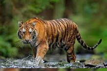 ঝড়খালিতেতে বাঘের পায়ের ছাপ ঘিরে আতঙ্ক ঝড়খালিতেতে বাঘের পায়ের ছাপ ঘিরে আতঙ্ক
