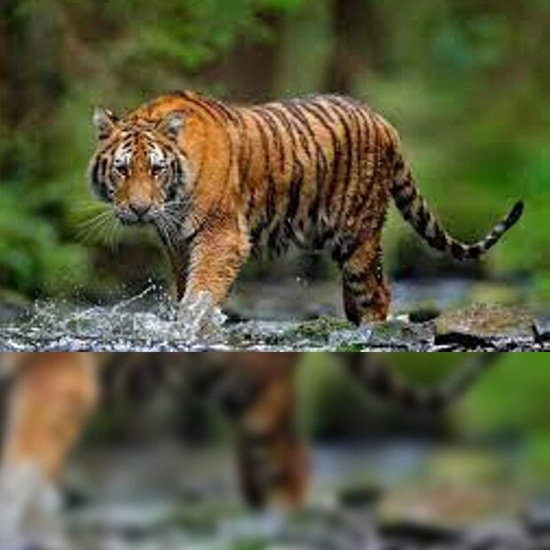 মোট তিনজন মৎস্যজীবী নৌকা নিয়ে গ্রাম থেকে গিয়েছিলেন সুন্দরবনের নদী খাড়িতে। তখনই হঠাৎ আক্রমণ করে দক্ষিণরায়। কার্যত দুই সঙ্গীর সামনে থেকেই ওই মৎস্যজীবীকে ধরে জঙ্গলের মধ্যে চলে যায় বাঘটি। এরপর ওই দুই সঙ্গী তারা এদিক-ওদিক খোঁজাখুঁজি করেও না পেয়ে গ্রামে চলে আসেন। সঙ্গীরা এসে গ্রামে খবর দিলে গ্রামের লোকজন গিয়ে জঙ্গল থেকে অরবিন্দুর দেহ উদ্ধার করে নিয়ে আসে। বন দফতর সূত্রে খবর মৃত ব্যক্তির মাছ ধরার কোনও বৈধ কাগজ পত্র ছিল না।