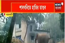 শালবনির লালুয়া গ্রামে তাণ্ডব দাঁতালের, দেখুন ভিডিও-- শালবনির লালুয়া গ্রামে তাণ্ডব দাঁতালের, দেখুন ভিডিও--