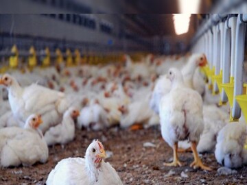 Bird flu Scare