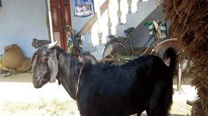 Leopard Attack Leopard Attack