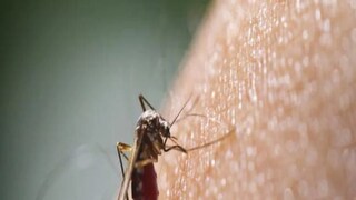 Dengue Death Dengue Death