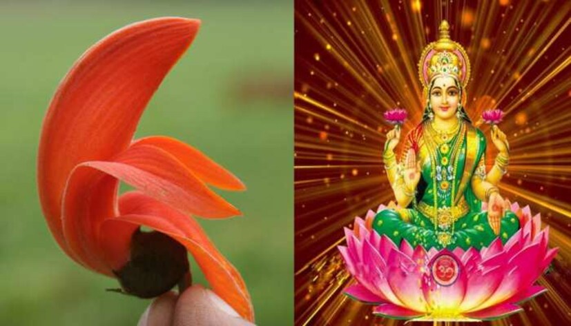 এইভাবে রাখুন পলাশফুল : বাস্তুতে পলাশ ফুলের অনেক উপকারের কথা বলা হয়েছে। কথিত আছে যে এটি ঘরে লাগালে ধন-সম্পদ বৃদ্ধি পায়। বাস্তুশাস্ত্র মতে অর্থ সংক্রান্ত যে কোনও সমস্যা দূর করতে পলাশ ফুল ও একটি নারকেল নিয়ে একটি সাদা কাপড়ে বেঁধে খিলান বা টাকা রাখার স্থানে রাখুন। উল্লেখ্য পলাশের তাজা ফুল না পাওয়া গেলে শুকনো ফুলও ব্যবহার করা যেতে পারে ঘরোয়া টোটকা তৈরি করতে পারা যায়।