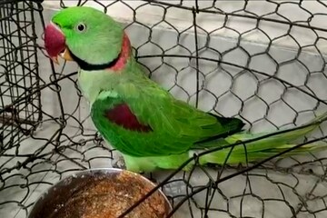 উদ্ধার
