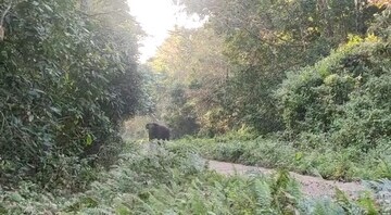 গরুমারা