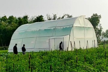পলি