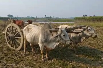 গরুর