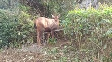 পথভোলা পথিক নয়, সম্বর হরিণকে জঙ্গলে ফেরাল বনকর্মীরা