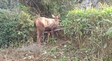পথভোলা