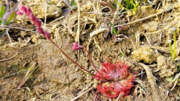 শিবপুরের