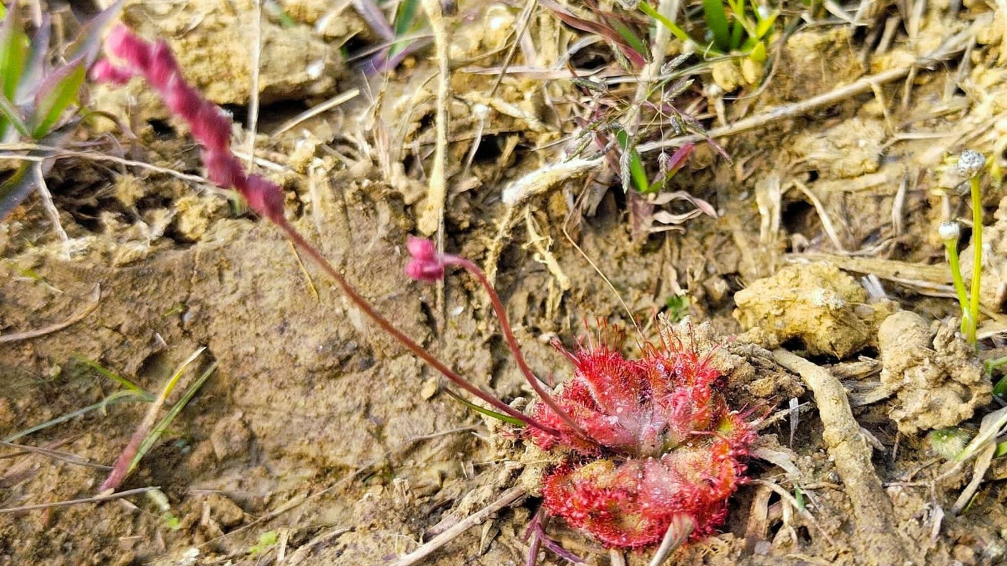 Paschim Bardhaman: দেখা পাওয়া গিয়েছে কয়েক লক্ষ পতঙ্গভুক সূর্যশিশিরের