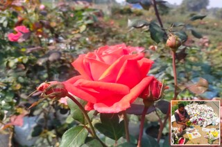 প্রেম দিবসে ফুটেছে গোলাপ