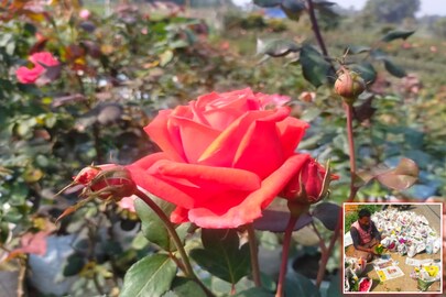 প্রেম দিবসে ফুটেছে গোলাপ