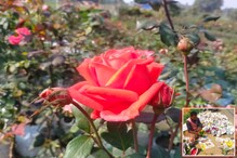 শুধু ফুল নয়, অনেকেই চাইছেন টব সমেত প্রিয়তমাকে গোলাপ উপহার দিতে শুধু ফুল নয়, অনেকেই চাইছেন টব সমেত প্রিয়তমাকে গোলাপ উপহার দিতে