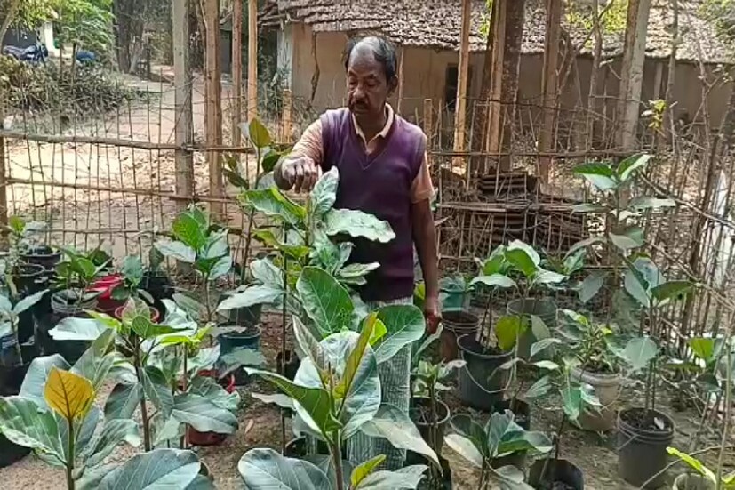 নাম তার গাছ দাদু। বয়স প্রায় ৬৫ ছুঁই ছুঁই। চাকরি থেকে অবসর নিলেও গাছের প্রতি তার আদর যত্ন ও ভালোবাসা এখনও একটুও কমেনি, বরং বেড়েছে। পশ্চিম মেদিনীপুর জেলার মেদিনীপুর সদর ব্লকের বেলিয়া এলাকার অবসরপ্রাপ্ত বনকর্মী সুভাষ মাহাত। ইতিমধ্যেই তার এই মহতী উদ্যোগ এর জন্য তিনি উপাধি পেয়েছেন &quot;সবুজ ক্ষুদিরামের&quot;